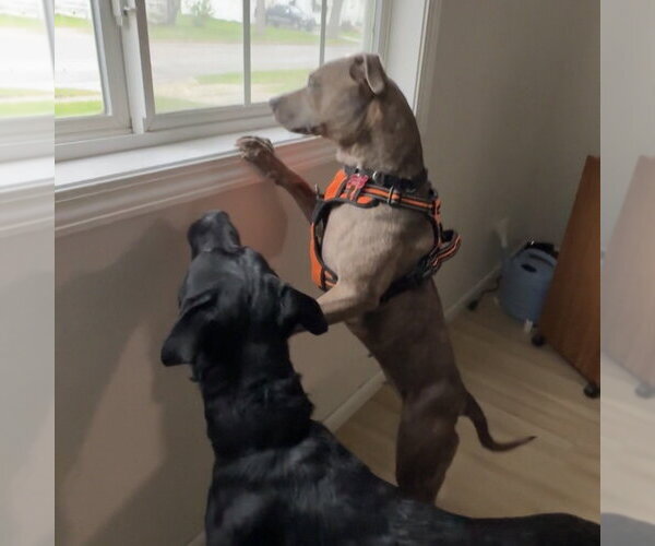 Medium Photo #5 Mutt Puppy For Sale in Fargo, ND, USA