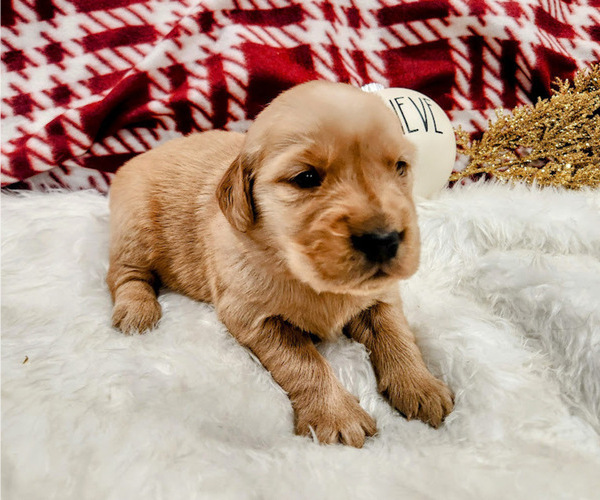 Medium Photo #2 Golden Retriever Puppy For Sale in ELMER, NJ, USA