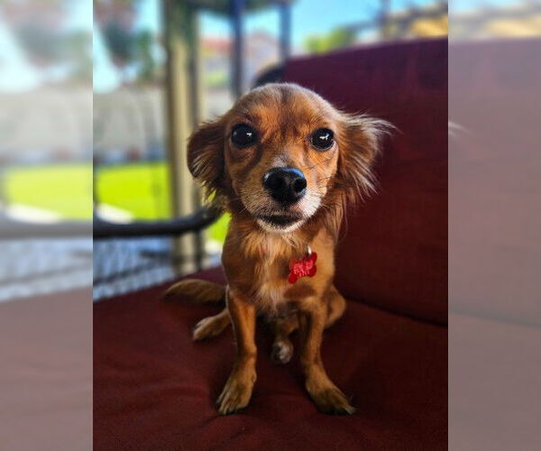 Medium Photo #3 Chihuahua Puppy For Sale in San Diego, CA, USA