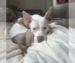 Small #1 American Pit Bull Terrier