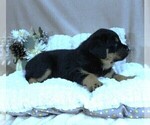 Small Photo #13 Rottweiler Puppy For Sale in HEMINGWAY, SC, USA