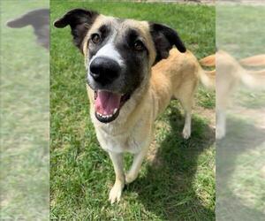 Anatolian Shepherd-Unknown Mix Dogs for adoption in Conroe, TX, USA