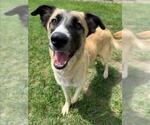 Small Anatolian Shepherd Mix