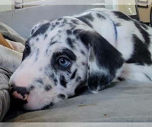 Irish Dane Puppy for Sale in WOLFE CITY, Texas USA
