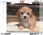 Puppy Kai Cavapoo (Miniature)