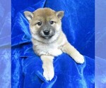 Small Photo #2 Shiba Inu Puppy For Sale in NORWOOD, MO, USA
