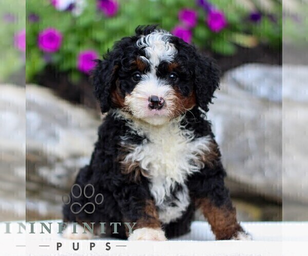 Medium Photo #5 Bernedoodle (Miniature) Puppy For Sale in LITITZ, PA, USA