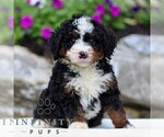 Small #4 Bernedoodle (Miniature)