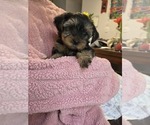 Small Photo #30 Yorkshire Terrier Puppy For Sale in RHOADESVILLE, VA, USA