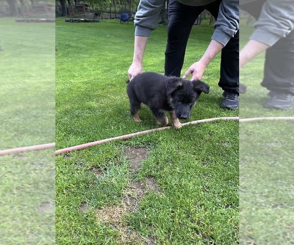 Medium Photo #2 German Shepherd Dog Puppy For Sale in GREENWICH, NY, USA