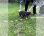 Small Photo #6 German Shepherd Dog Puppy For Sale in GREENWICH, NY, USA