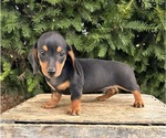 Small #4 Dachshund