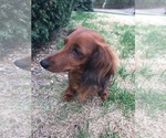 Small Photo #1 Dachshund Puppy For Sale in GRANBY, CT, USA