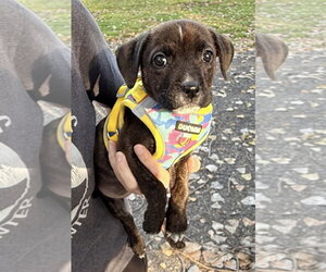 Mutt Dogs for adoption in Clarkston, MI, USA
