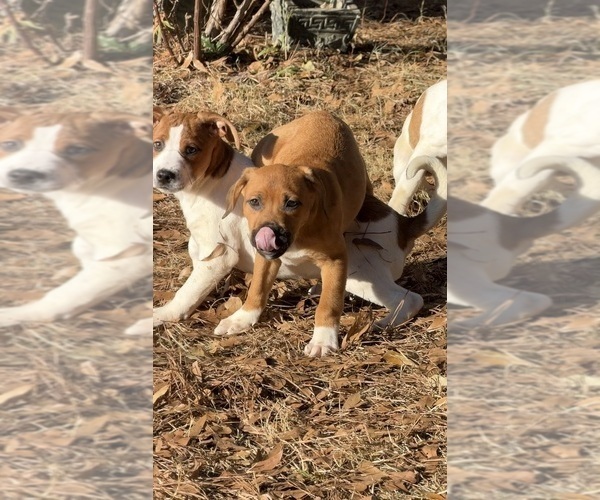 Medium Photo #17 America Bandogge Mastiff Puppy For Sale in SNELLVILLE, GA, USA