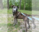 Small #3 Plott Hound Mix