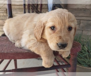 Golden Retriever Puppy for sale in CANON CITY, CO, USA