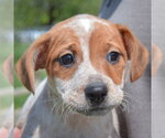 Small #6 Pug Mix