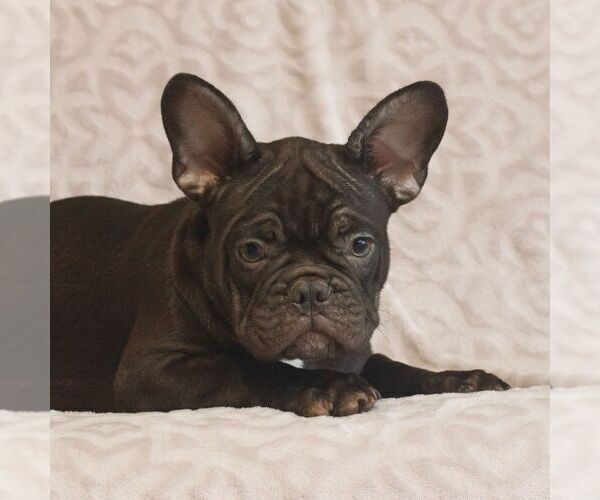 Medium Photo #1 French Bulldog Puppy For Sale in GAP, PA, USA