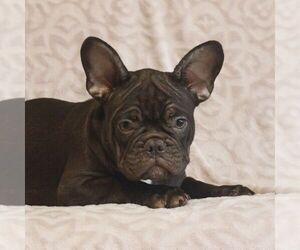 French Bulldog Puppy for sale in GAP, PA, USA