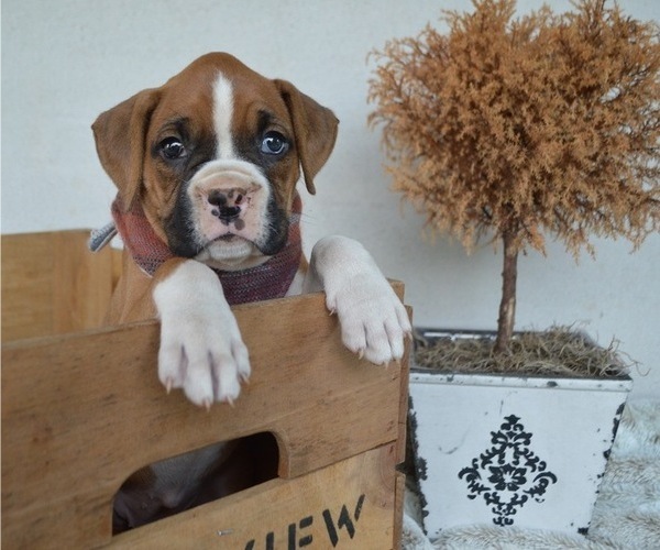Medium Photo #1 Boxer Puppy For Sale in HONEY BROOK, PA, USA