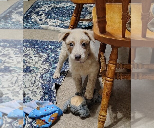 Medium Photo #6 Australian Cattle Dog Puppy For Sale in LAURENS, SC, USA