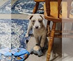 Small #5 Australian Cattle Dog