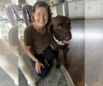 Small #5 Poodle (Standard) Mix