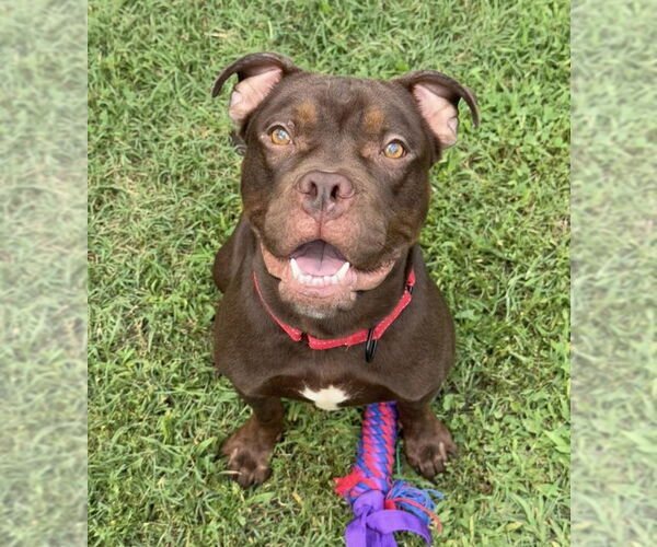Medium Photo #4 Bullboxer Pit Puppy For Sale in Millersville, MD, USA