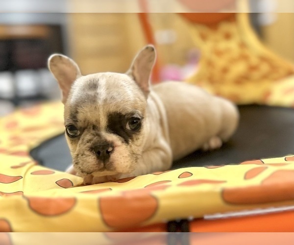 Medium Photo #10 French Bulldog Puppy For Sale in DALLAS, TX, USA