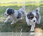 Small #2 Bernedoodle (Miniature)