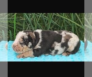 Beabull Puppy for sale in ARTHUR, IL, USA