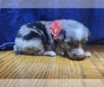 Small Photo #3 Australian Shepherd Puppy For Sale in BOWLING GREEN, KY, USA