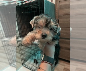 Yorkshire Terrier Puppy for sale in PALM DESERT, CA, USA