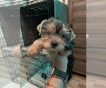 Small Yorkshire Terrier