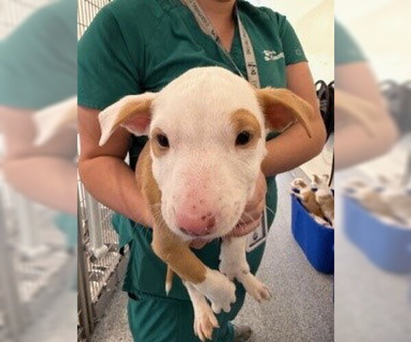 Medium Photo #3 American Pit Bull Terrier Puppy For Sale in Houston, TX, USA