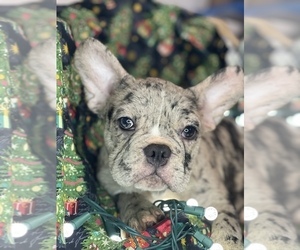 French Bulldog Puppy for sale in BOSTON, MA, USA