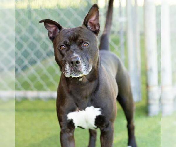 Medium Photo #2 Mutt Puppy For Sale in Camarillo, CA, USA