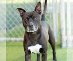 Small #1 Mutt