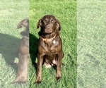 Small Photo #1 Labrador Retriever Puppy For Sale in STANLEY, WI, USA