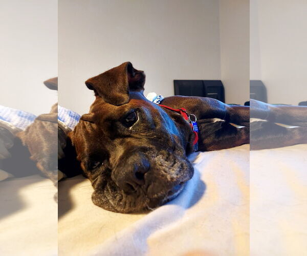 Medium Photo #3 Boxer Puppy For Sale in  Katy, TX, USA