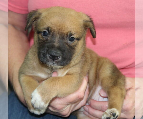 Medium Photo #1 Mutt Puppy For Sale in Prattville, AL, USA