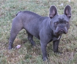 Mother of the French Bulldog puppies born on 06/16/2023