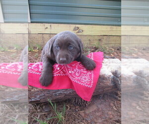 Labradoodle-Labrador Retriever Mix Puppy for sale in RUTHERFORDTON, NC, USA