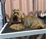 Small Photo #1 Havanese Puppy For Sale in MBORO, TN, USA