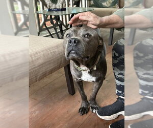 Georgie Boy - Not a mean bone; smart - Male American Pit Bull Terrier-Bulldog Mix Dog for Adoption - Photo #16