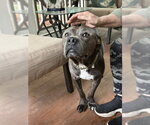 Small #15 American Pit Bull Terrier-Bulldog Mix