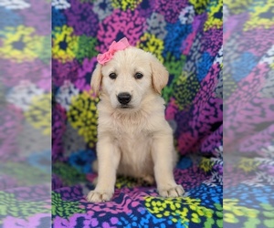 Golden Shepherd Puppy for sale in OXFORD, PA, USA