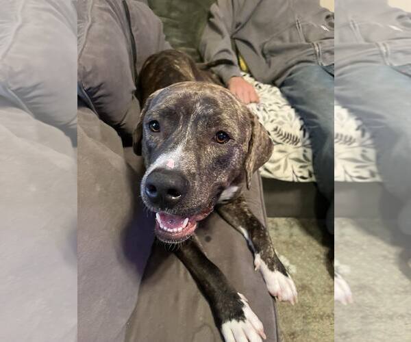 Medium Photo #28 American Pit Bull Terrier-Mountain Cur Mix Puppy For Sale in Rockaway, NJ, USA