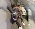 Small #27 American Pit Bull Terrier-Mountain Cur Mix